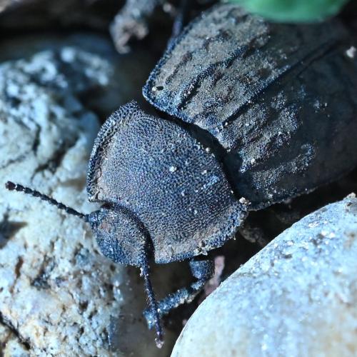 Asida dejeanii